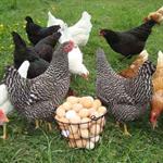 Laying Chicken Breeding’s Feasibility Study