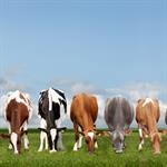 Dairy Cattle Breeding’s Feasibility Study