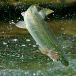 Trout Fish’s Feasibility Study