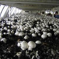 گزارش ارزشگذاری سهام شرکت کشت و صنعت قارچ نگین فصل