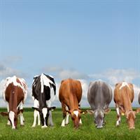 گزارش ممیزی پرورش گاو شیری